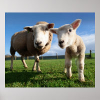 Bebês Mais Pobres | Lamb e mamãe recém-nascidos