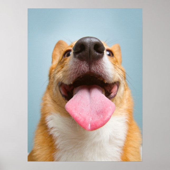 Poster Bebês Mais Pobres | Língua Corgi (Frente)