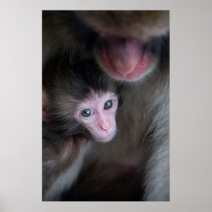 Poster Bebês Mais Pobres   Macaco Baby Macaque e Mãe