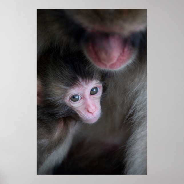 Poster Bebês Mais Pobres | Macaco Baby Macaque e Mãe (Frente)