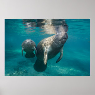 Poster Bebês Mais Pobres Manateio e Bebê