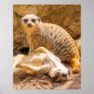 Poster Bebês Mais Pobres Meerkats para Jovens