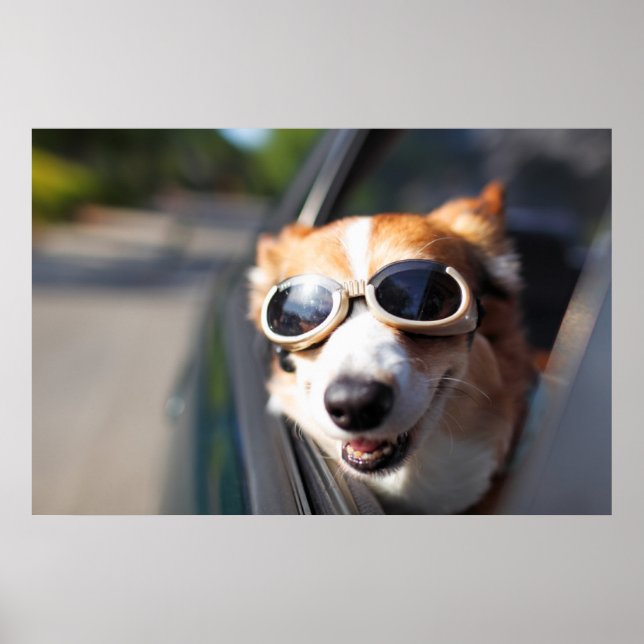 Poster Bebês Mais Pobres | Óculos de Corgi no carro (Frente)