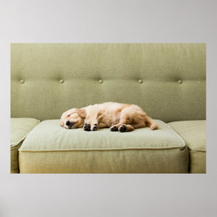 Poster Bebês Mais Pobres   Ouro Retriever Puppy 2