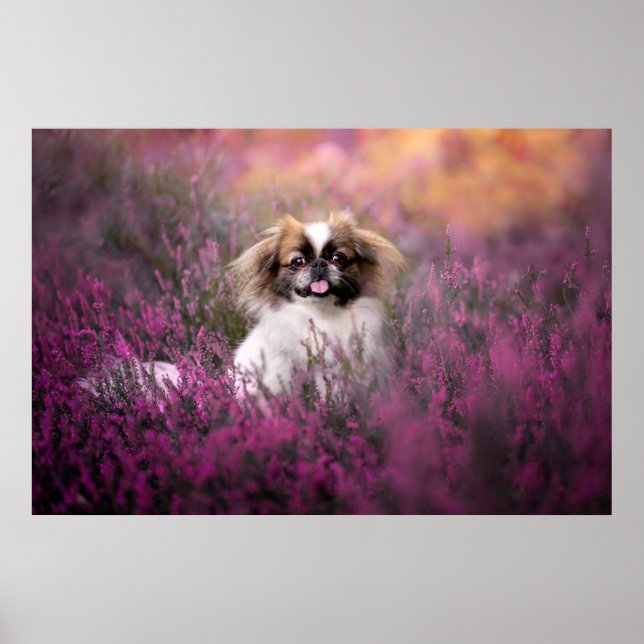 Poster Bebês Mais Pobres | Pekingese Puppy (Frente)