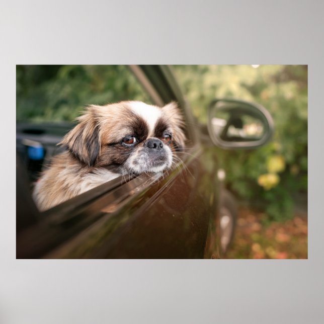 Poster Bebês Mais Pobres | Pekingese Puppy no carro (Frente)