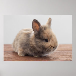 Poster Bebês Mais Pobres   Pequeno Coelhinho