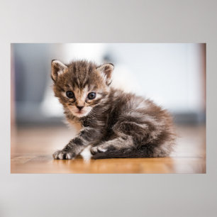Poster Bebês Mais Pobres   Pequeno Tabby Kitten