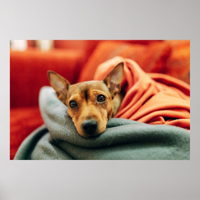 Poster Bebês Mais Pobres | Pinscher miniatura (Frente)