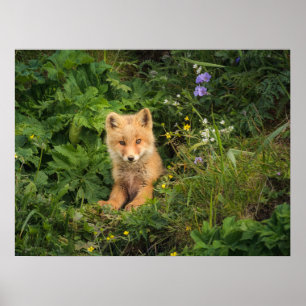 Poster Bebês Mais Pobres   Red Fox em Umnak Alaska