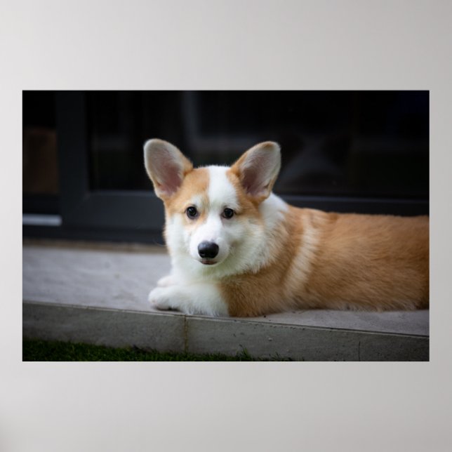 Poster Bebês Mais Pobres | Relaxamento do Corgi Puppy (Frente)