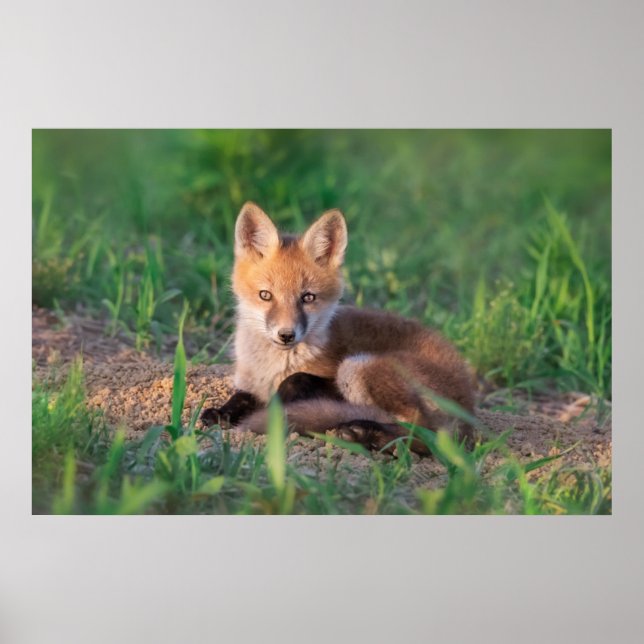 Poster Bebês Mais Pobres | Relaxamento do Kit de Raposa V (Frente)