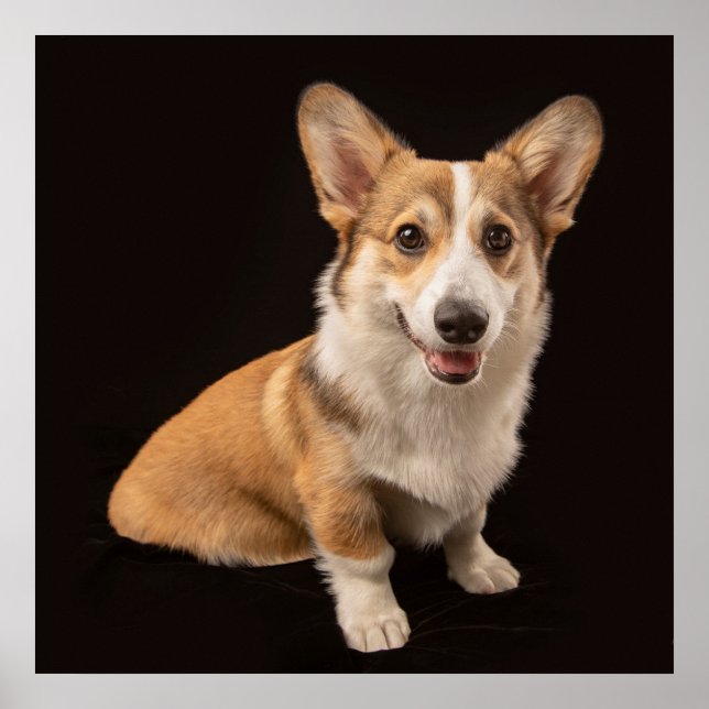 Poster Bebês Mais Pobres | Retrato de Corgi a preto (Frente)