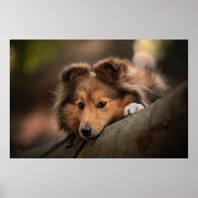 Poster Bebês Mais Pobres | Shetland Sheepdog Puppy (Frente)