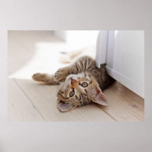 Poster Bebês Mais Pobres | Shorthair Tabby Kitten (Frente)