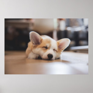 Poster Bebês Mais Pobres Sleepy Corgi
