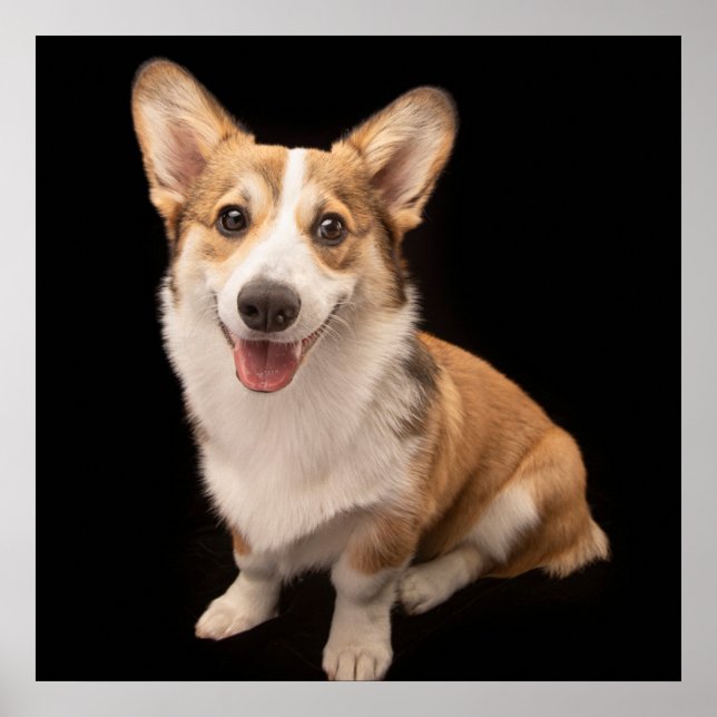 Poster Bebês Mais Pobres | Sorriso De Corgi Puppy (Frente)