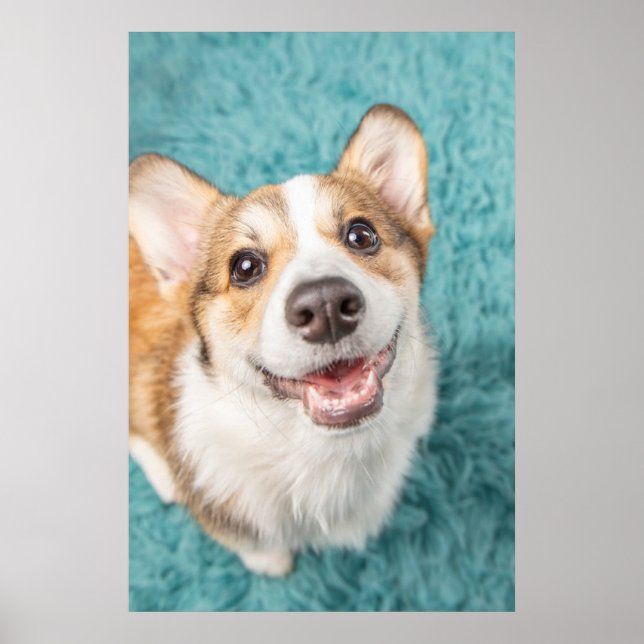 Poster Bebês Mais Pobres | Sorriso De Puppy Corgi (Frente)