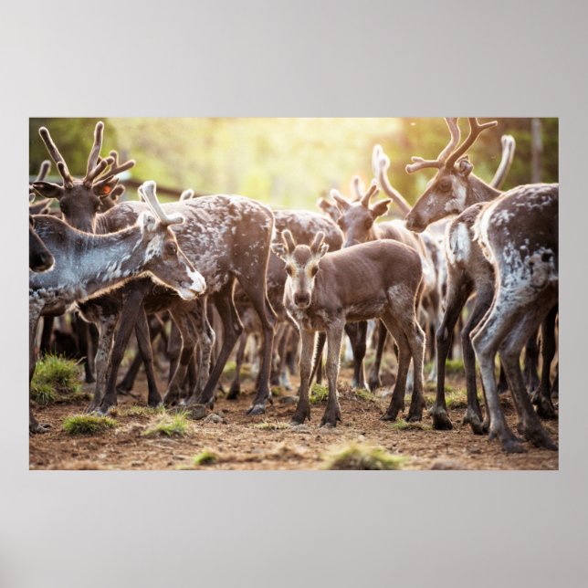 Poster Bebês Mais Pobres | Svalbard Reindeer (Frente)