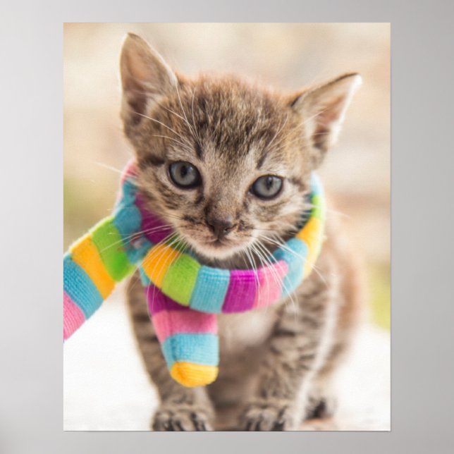 Poster Bebês Mais Pobres | Tabby Kitten Rainbow Scarf (Frente)