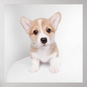 Poster Bebês Mais Pobres Tiny Corgi