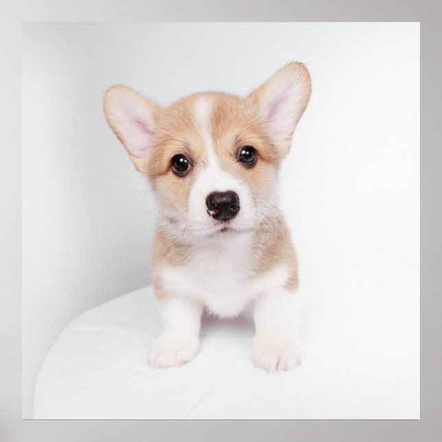 Poster Bebês Mais Pobres | Tiny Corgi (Frente)