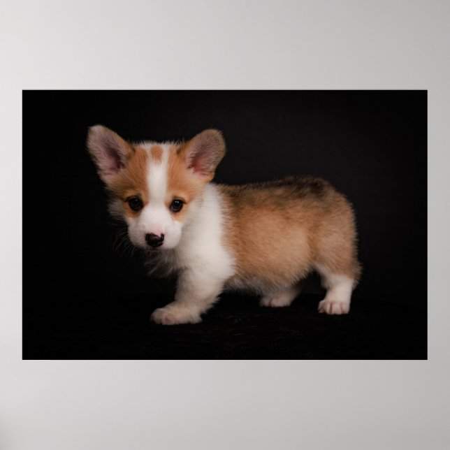 Poster Bebês Mais Pobres | Tiny Corgi (Frente)