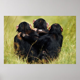 Poster Bebês Mais Pobres   Três Chimpanzés