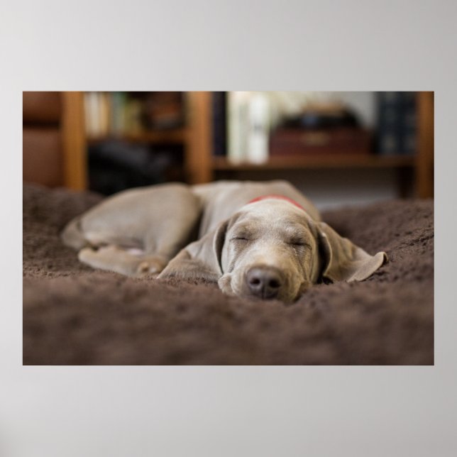 Poster Bebês Mais Pobres | Weimaraner Cãozinho Dormir (Frente)