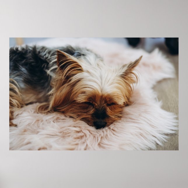 Poster Bebês Mais Pobres | Yorkshire Terrier (Frente)