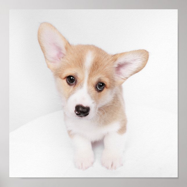 Poster Bebês Mais Pobres | Young Corgi Puppy (Frente)