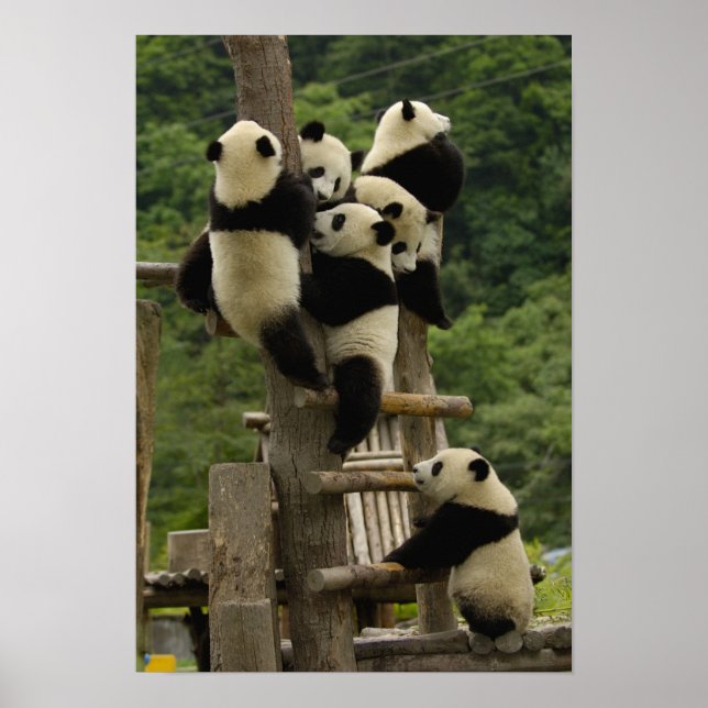 Poster Bebês panda gigantes Ailuropoda melanoleuca) (Frente)