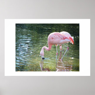 Póster Bebida de Flamingo