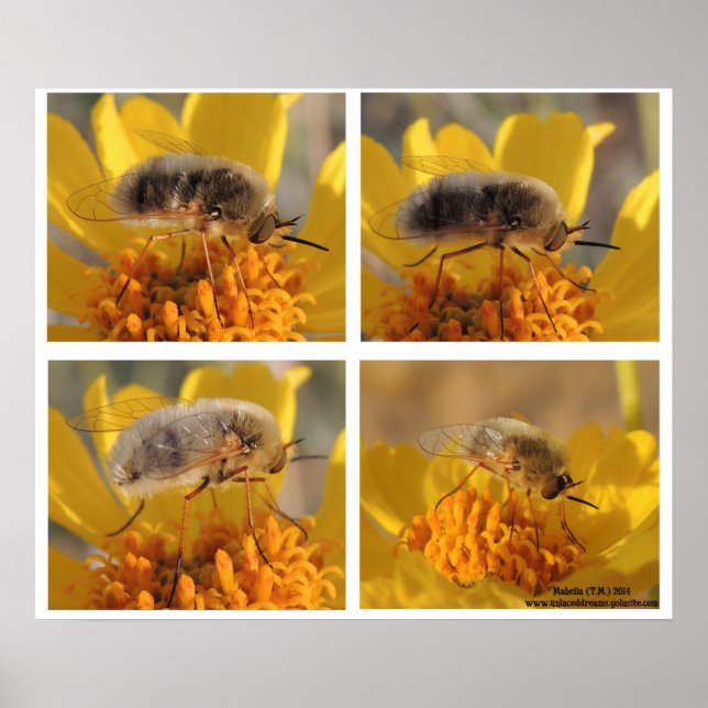 Poster Bebida Voadora - Família Bombyliidae (Frente)