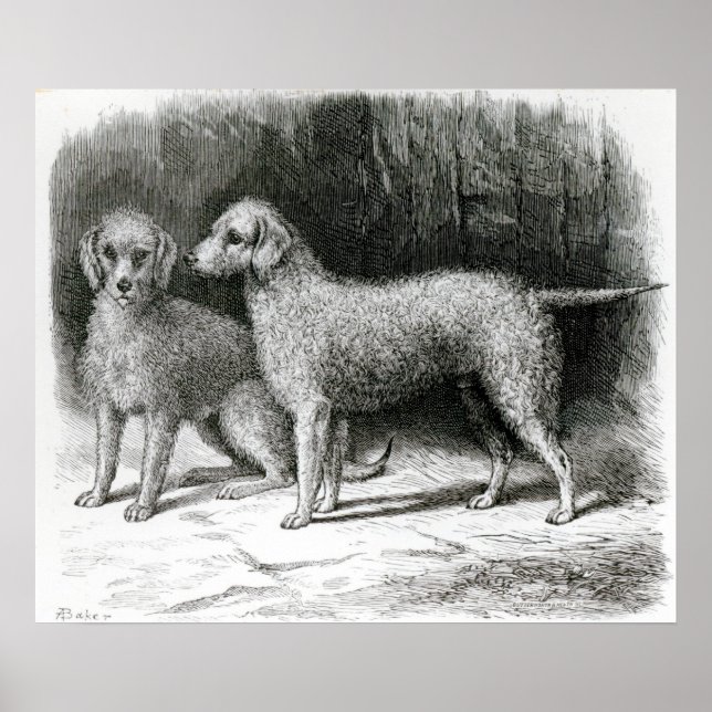 Poster Bedlington Terriers- F. Armstrong (Frente)