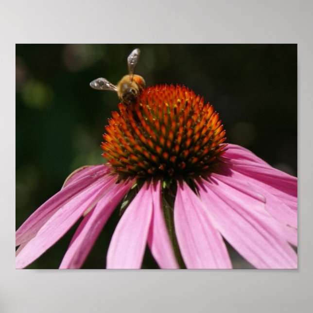 Poster Bee Buzz 10x8 (Frente)