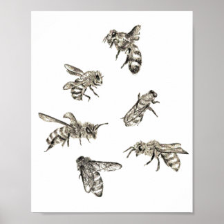 Poster Bee Drawing