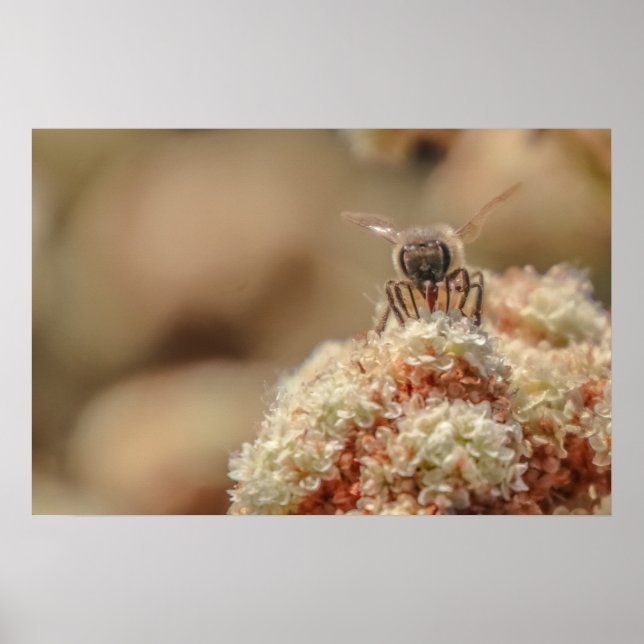 Poster Bee Happy (Frente)