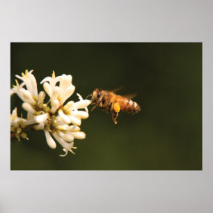 Poster Bee - Honey I'm home