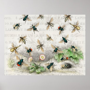 Poster Bee Honey Queen Bees Antique