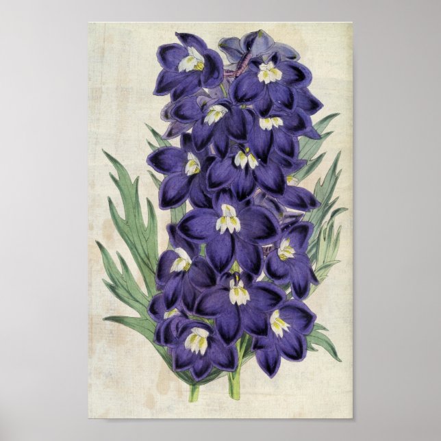 Poster Bee Larkspur, Fraser Botânica Vintage (Frente)