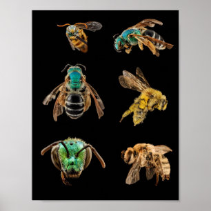 Poster Bee Magnified images phots insetos insetos abelhas