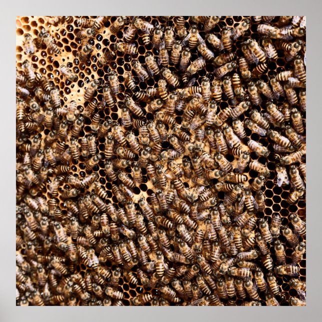 POSTER BEEHIVE (Frente)