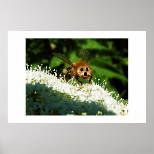 Póster Beeog (Frente)