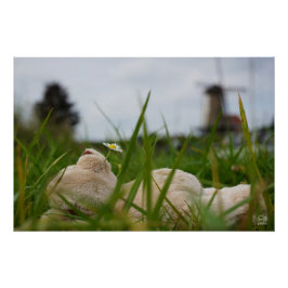 Póster Beer relaxt in natuur met Hollandse molen.