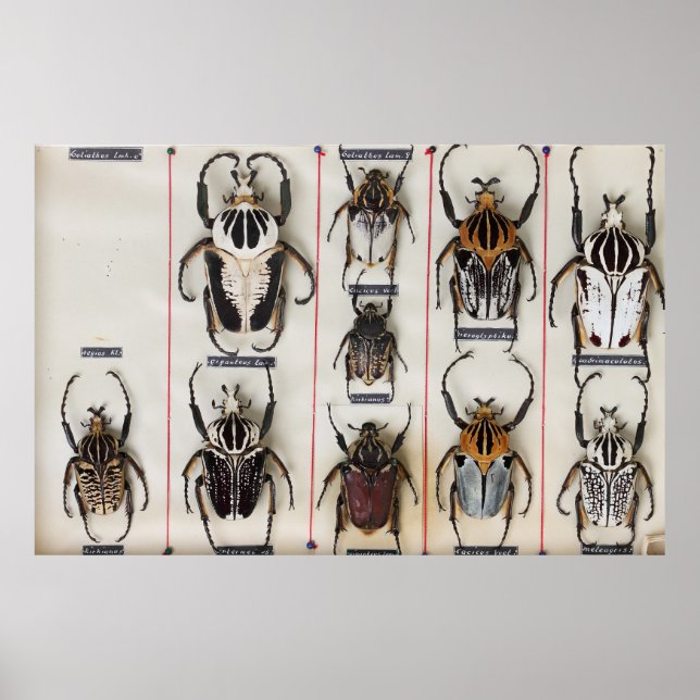 Poster Beetle Species Bug Insect nature photograph  (Frente)