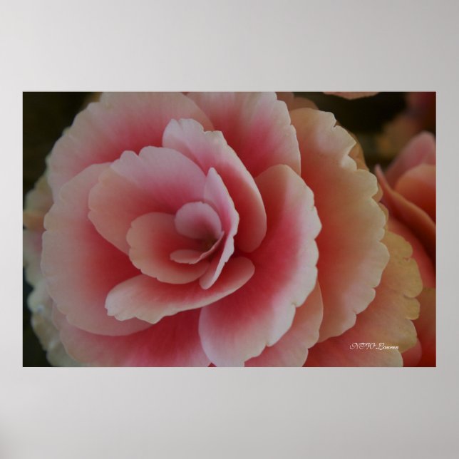 Póster Begonia Beauty (Frente)