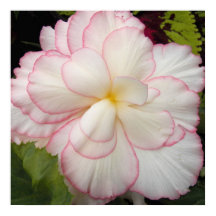 Begônia Tuberosa Branca Floral em Flor