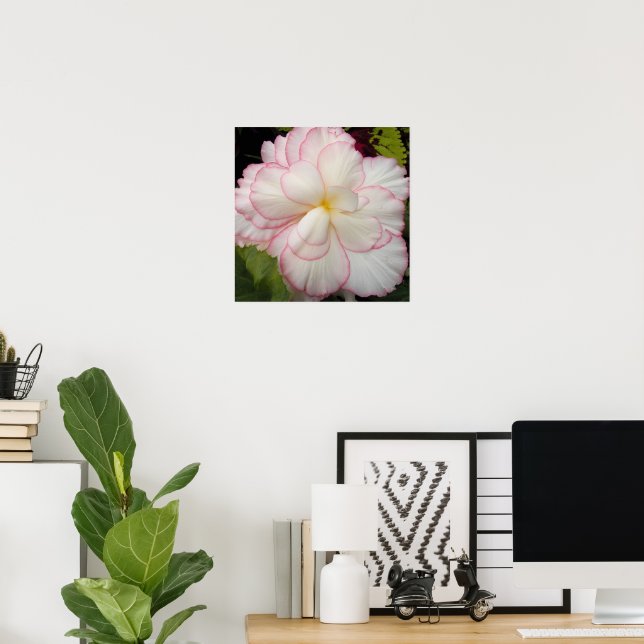 Poster Begônia Tuberosa Branca Floral em Flor (Escritório em casa)
