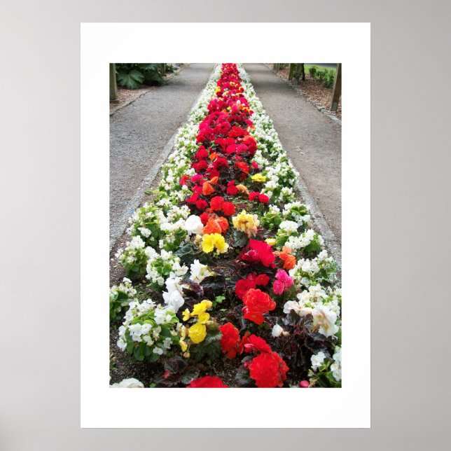 Poster Begonias (Frente)